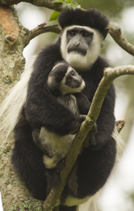 monkey